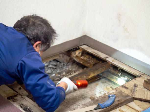 Best Mold Remediation for Schools in Belleville, KS