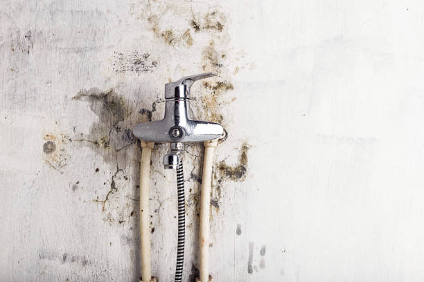 Best Kitchen Mold Remediation in Belleville, KS