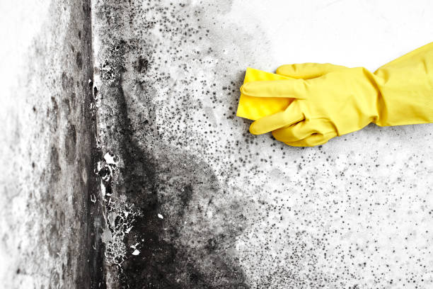 Best Localized Mold Remediation (e.g., coastal areas, humid climates) in Belleville, KS