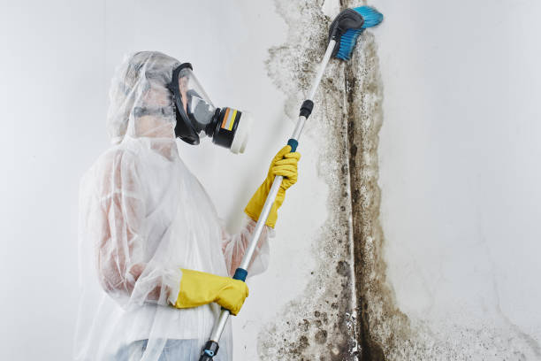 Best Mold Remediation for Specific Building Types in Belleville, KS