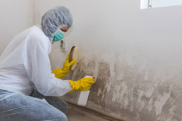 Best DIY Mold Remediation Support Services in Belleville, KS