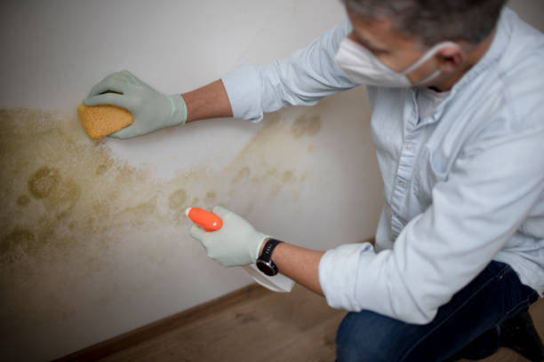 Belleville, KS Mold Remediation Company