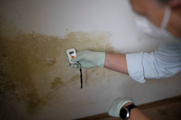 Best Post-Remediation Services in Belleville, KS