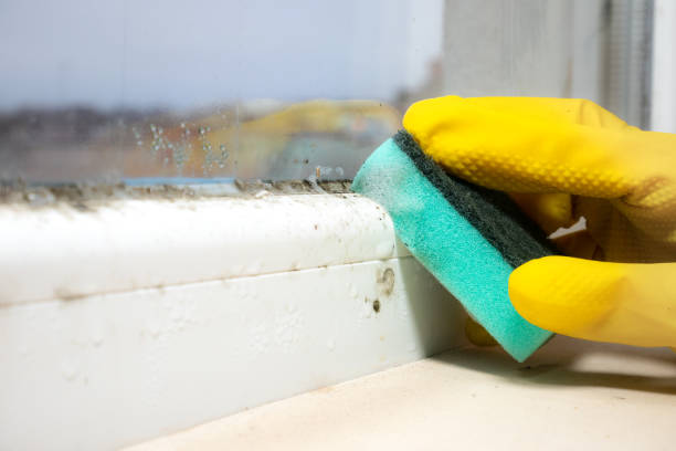 Best HVAC Mold Remediation in Belleville, KS