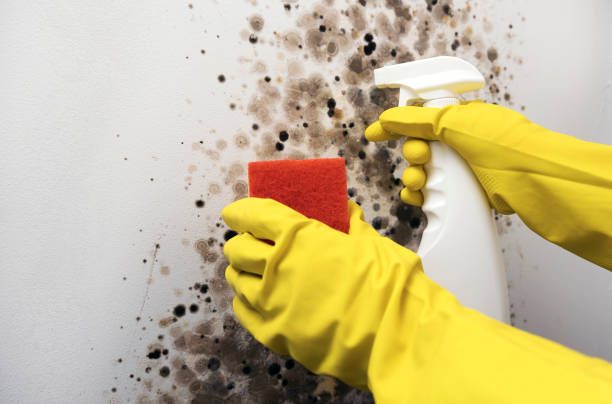 Reliable Belleville, KS Mold Remediation Solutions