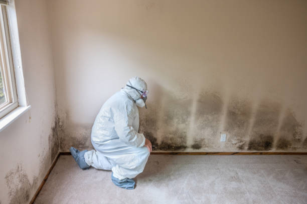 Best Black Mold Remediation in Belleville, KS