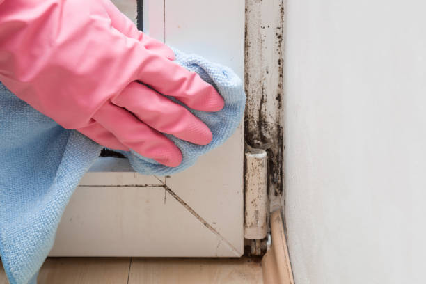 Best HVAC Mold Remediation in Belleville, KS